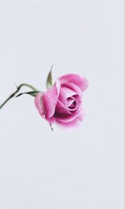Preview wallpaper rose, pink, flower, closeup, minimalism