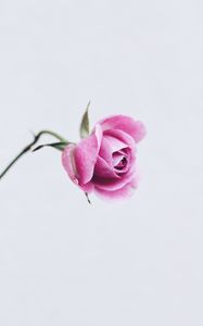 Preview wallpaper rose, pink, flower, closeup, minimalism