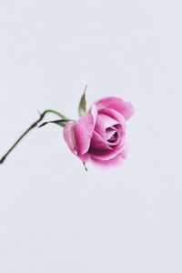 Preview wallpaper rose, pink, flower, closeup, minimalism