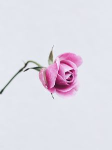 Preview wallpaper rose, pink, flower, closeup, minimalism