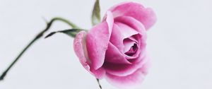 Preview wallpaper rose, pink, flower, closeup, minimalism