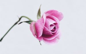 Preview wallpaper rose, pink, flower, closeup, minimalism