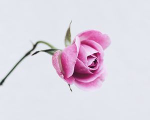 Preview wallpaper rose, pink, flower, closeup, minimalism