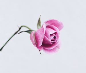 Preview wallpaper rose, pink, flower, closeup, minimalism