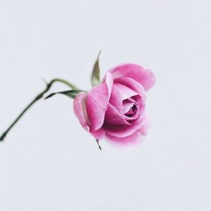 Preview wallpaper rose, pink, flower, closeup, minimalism