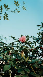 Preview wallpaper rose, pink, flower, bush, plant