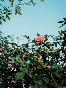 Preview wallpaper rose, pink, flower, bush, plant
