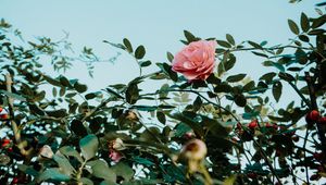 Preview wallpaper rose, pink, flower, bush, plant