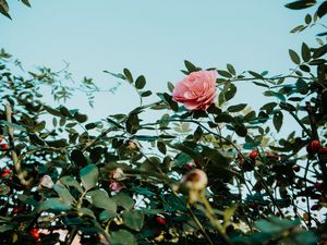 Preview wallpaper rose, pink, flower, bush, plant