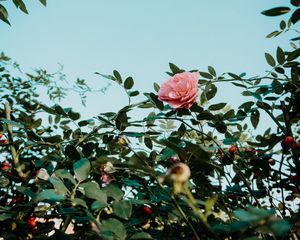 Preview wallpaper rose, pink, flower, bush, plant