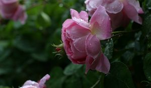 Preview wallpaper rose, pink, flower, bud, leaf