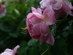 Preview wallpaper rose, pink, flower, bud, leaf