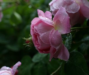 Preview wallpaper rose, pink, flower, bud, leaf