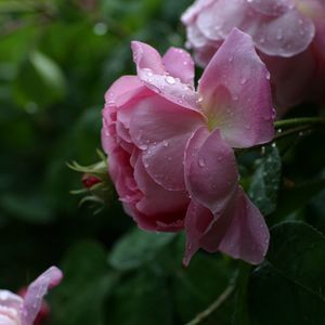 Preview wallpaper rose, pink, flower, bud, leaf