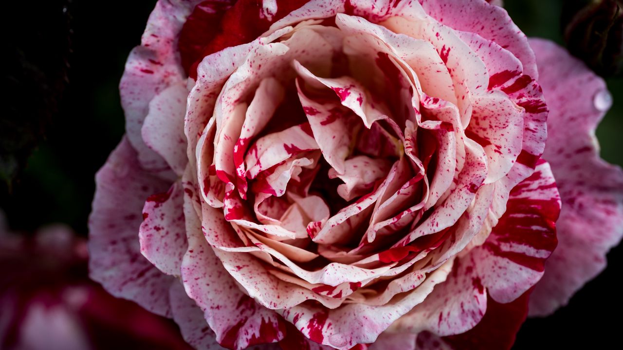 Wallpaper rose, pink, flower, petals, macro