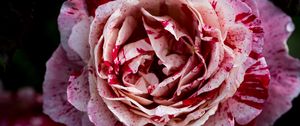 Preview wallpaper rose, pink, flower, petals, macro