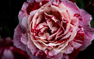 Preview wallpaper rose, pink, flower, petals, macro