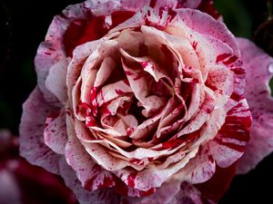 Preview wallpaper rose, pink, flower, petals, macro