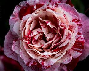 Preview wallpaper rose, pink, flower, petals, macro