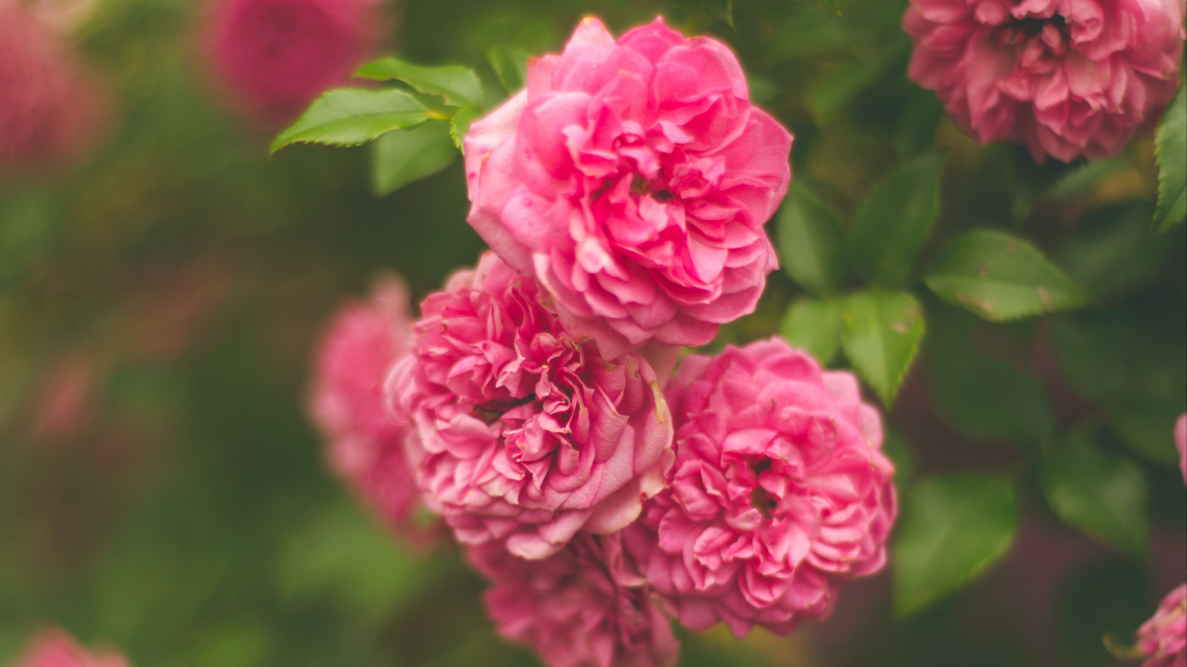 Download wallpaper 3840x2160 rose, pink, flower, bush 4k uhd 16:9 hd 