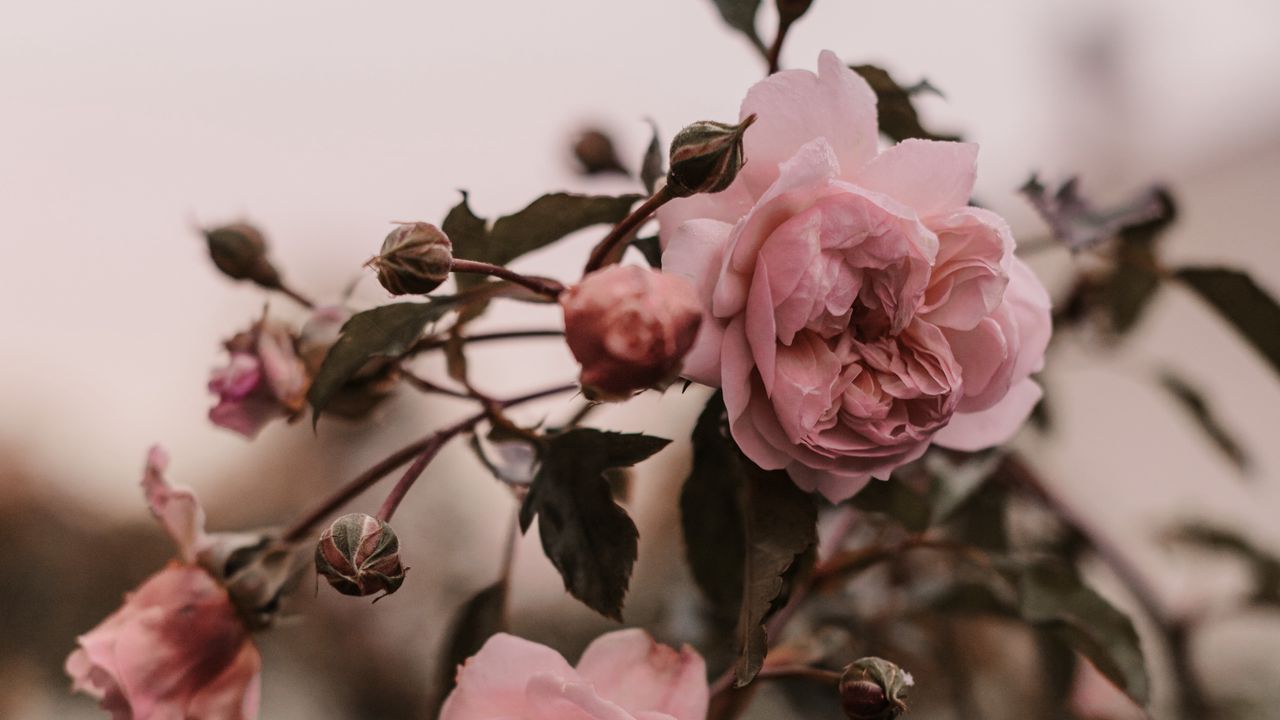 Wallpaper rose, pink, flowers, plant, bush
