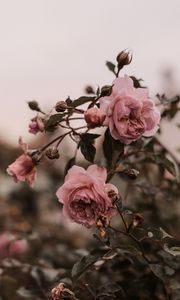 Preview wallpaper rose, pink, flowers, plant, bush
