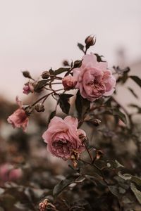 Preview wallpaper rose, pink, flowers, plant, bush