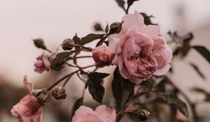 Preview wallpaper rose, pink, flowers, plant, bush