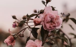 Preview wallpaper rose, pink, flowers, plant, bush