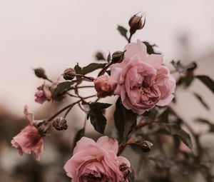 Preview wallpaper rose, pink, flowers, plant, bush