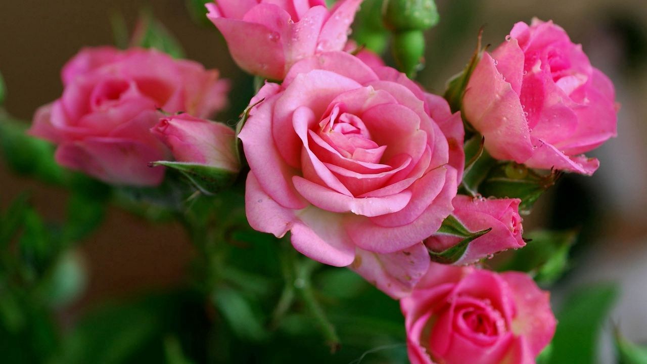 Wallpaper rose, pink, flowers, bouquet