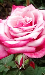 Preview wallpaper rose, pink, macro, flower, petals