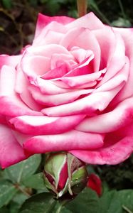 Preview wallpaper rose, pink, macro, flower, petals