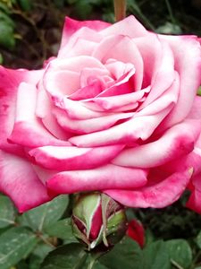 Preview wallpaper rose, pink, macro, flower, petals