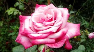 Preview wallpaper rose, pink, macro, flower, petals