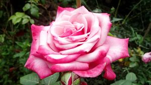 Preview wallpaper rose, pink, macro, flower, petals