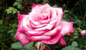 Preview wallpaper rose, pink, macro, flower, petals