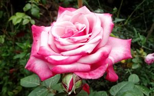 Preview wallpaper rose, pink, macro, flower, petals