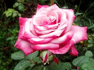 Preview wallpaper rose, pink, macro, flower, petals