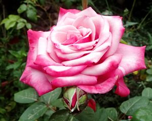 Preview wallpaper rose, pink, macro, flower, petals