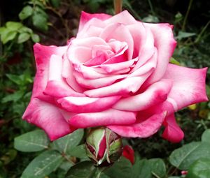 Preview wallpaper rose, pink, macro, flower, petals