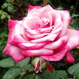 Preview wallpaper rose, pink, macro, flower, petals