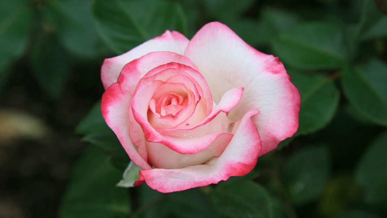 Wallpaper rose, pink, petals, bud