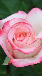 Preview wallpaper rose, pink, petals, bud