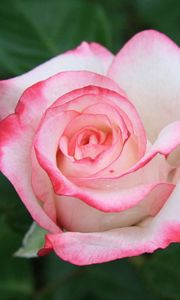 Preview wallpaper rose, pink, petals, bud