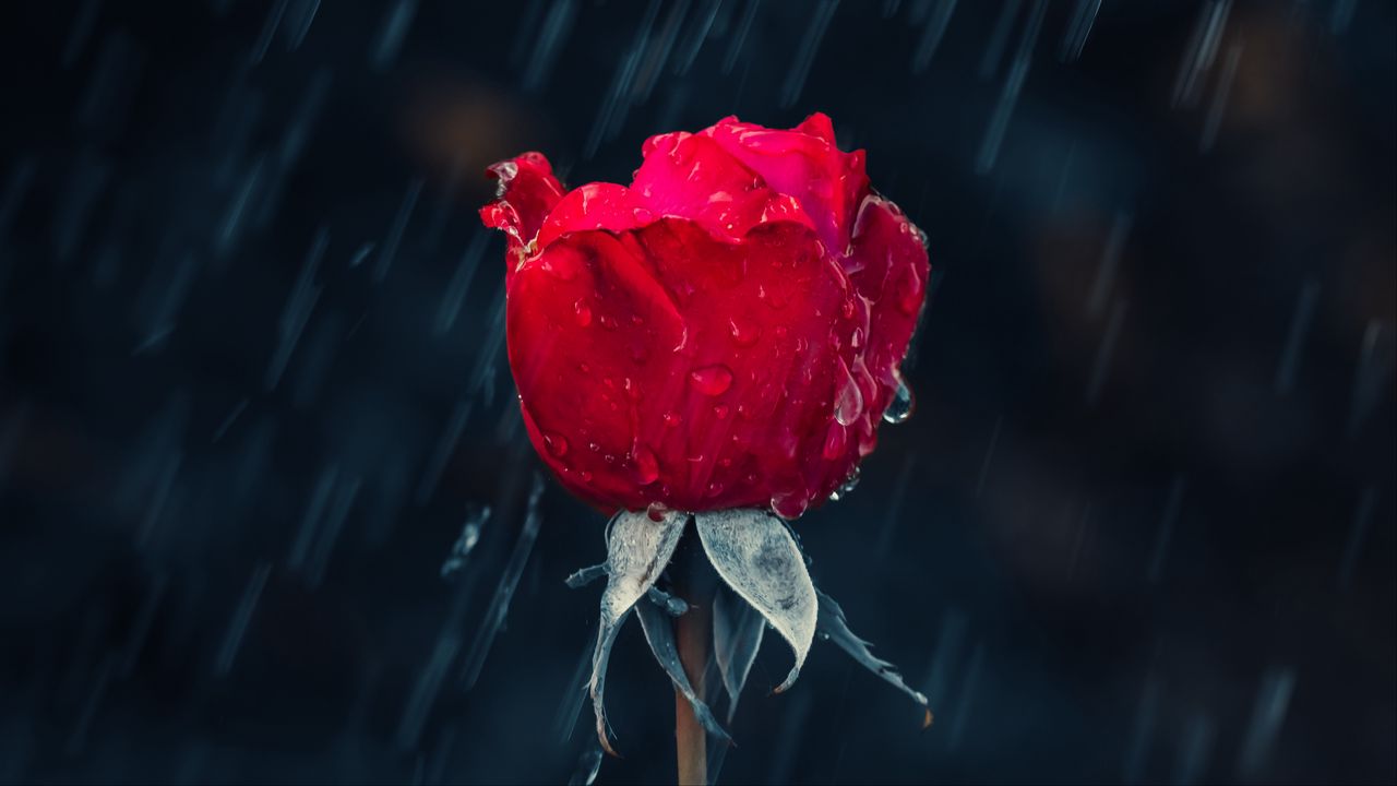Wallpaper rose, rain, drops, moisture, red
