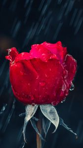 Preview wallpaper rose, rain, drops, moisture, red
