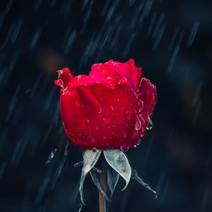 Preview wallpaper rose, rain, drops, moisture, red