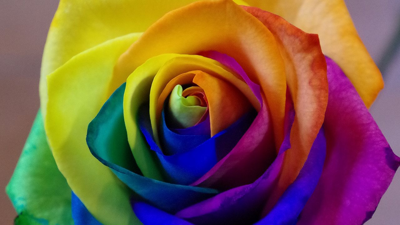 Wallpaper rose, rainbow, bud, colorful