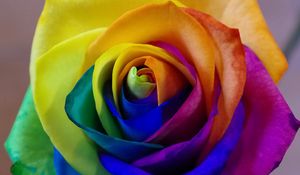 Preview wallpaper rose, rainbow, bud, colorful